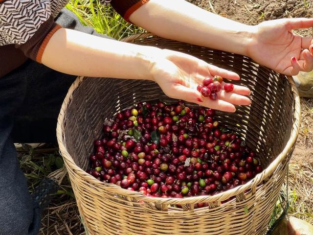 咖啡品类大橘美式升级回归麻将胡了古茗加速上新现磨(图2)